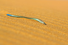 Fitzsimmons' Burrowing Skink, Typlacontias Brevipes, On Sand Dune, Swakopmund, Dorob National Park, Namibia. Desert Animal In The Habitat, Orange Sand With Blue Sky. Wildlife Scene From Nature.