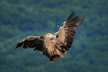 Wall Mural - Vulture fight in nature. Griffon Vulture, Gyps fulvus, big bird flying in the forest mountain, nature habitat, Madzarovo, Bulgaria, Eastern Rhodopes. Wildlife scene from Balkan.