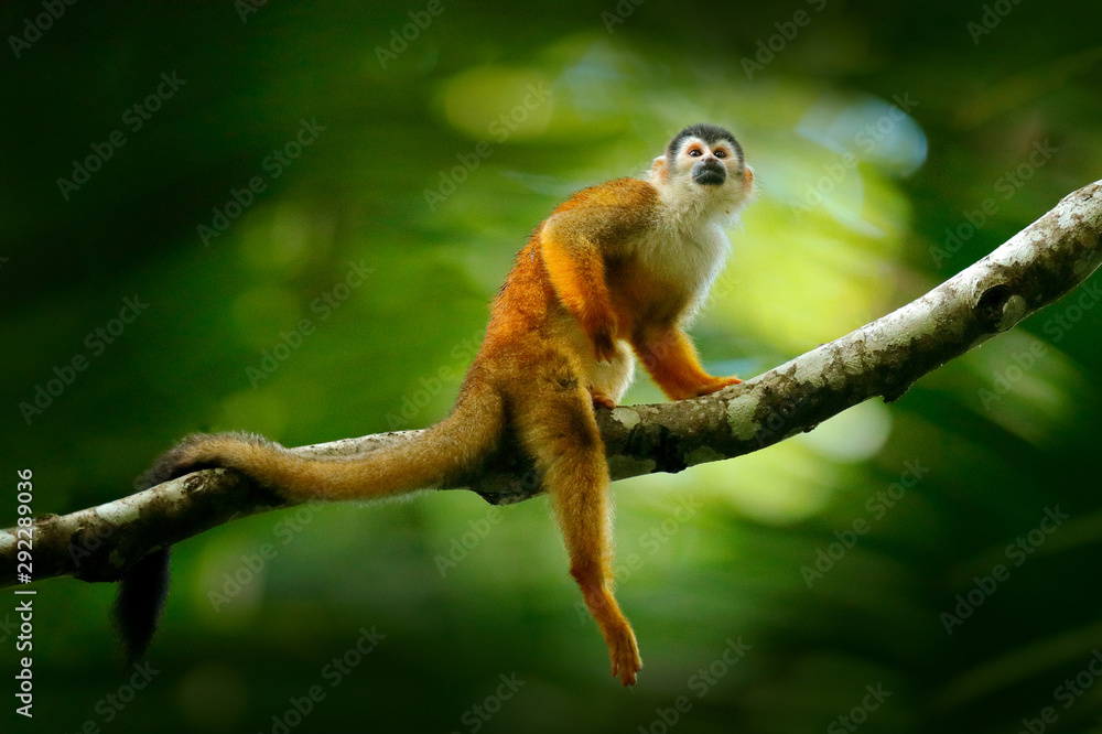 Monkey, long tail in tropic forest. Squirrel monkey, Saimiri oerstedii, sitting on the tree trunk with green leaves, Corcovado NP, Costa Rica. Monkey in the tropic forest vegetation. Wildlife nature. - obrazy, fototapety, plakaty 