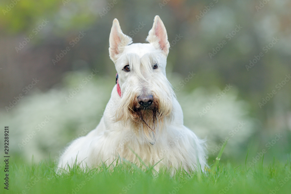 White dog, Scottish terrier on green grass lawn with white flowers in the background, Scotland, United Kingdom. - obrazy, fototapety, plakaty 