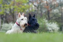 Black And White Dog. Beautiful Scottish Terriers, Sitting On Green Grass Lawn, Forest In The Background, Scotland, United Kingdom. Pair Of Black And White Animals In The Garden.