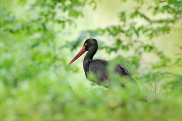 Black stork in the green forest habitat. Wildlife scene from nature. Bird Black Stork with red bill, Ciconia nigra, sitting on the nest in the forest. Black and white bird with red bill. Wildlife.