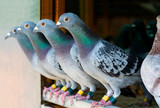 homing pigeon perching in home loft