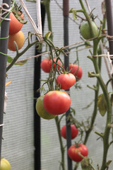 Wall Mural - red ripe tomatoes on a branch in a greenhouse
