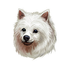 Volpino Italiano Dog Spitz Type Breed Portrait Isolated On White. Digital Art Illustration, Animal Watercolor Drawing Of Hand Drawn Doggy For Web. Small Pet With Long Haired Coat That Has White Color