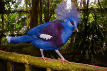 Victoria Crowned Pigeon In Forest