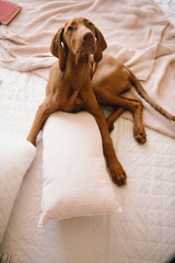 Cute vizsla in bed