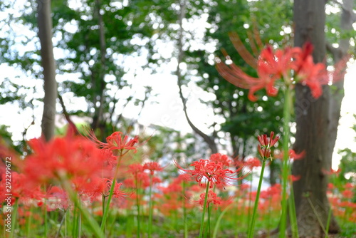 日本の秋 彼岸花 お花 植物 お彼岸 赤 綺麗 秋分の日 9月 夏見緑地 Comprar Esta Foto De Stock Y Explorar Imagenes Similares En Adobe Stock Adobe Stock