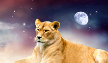 African Female Lion And Moon Night In Africa. Savannah Wildlife Landscape Banner. Proud Dreaming Fantasy Lioness In Savanna Resting, Looking Forward. Spectacular Dramatic Starry Cloudy Sky And Stars