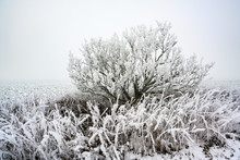 Frozen Bush And Grass With Hoar Frost And Snow At The Field, Gray Winter Landscape With Copy Space
