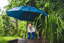 Funny Concept Of Bad Rainy Weather With Dog In Wellington Boots Under Umbrella