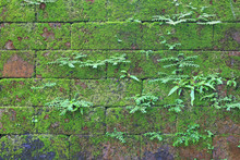Green Moss On Old Stone Brick Wall Background.
