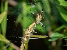 Argiope Amoena Spider Feeding On Grasshopper In Web 2