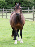 Fototapeta Konie - Bay Horse In Paddock