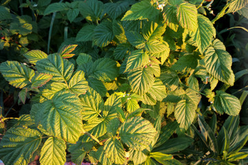 Sunset on blackberry leaves