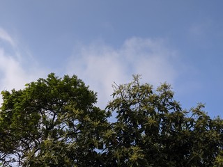 tree and blue sky