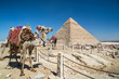 Camel tours around the Giza pyramids complex, Giza, Cairo, Egypt