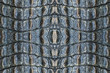 Crocodile skin pattern for the background.