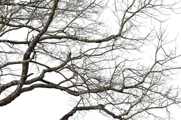 Wall Mural - dry tree branch isolated on white background. object with clipping path.