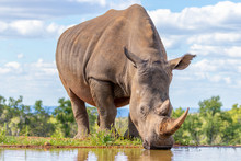 Portrait Of A White Rhinoceros (Ceratotherium Simum) Drinking Water, Welgevonden Game Reserve, South Africa.