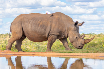 Wall Mural - portrait of a white rhinoceros (ceratotherium simum) drinking water, welgevonden game reserve, south