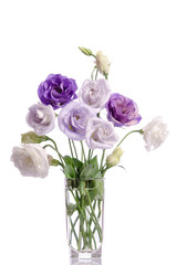 Wall Mural - bunch of violet, white and violet eustoma flowers in glass vase isolated on white