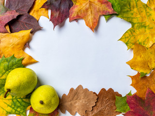 Autumn background with two pears and colorful maple and oak leaves on a white background. Top view with space for text.