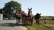 A COLORÉ CHEVAL Avec Fantaisie Marquages Enfants Pull EUR 23,50