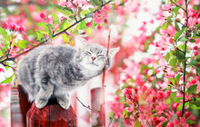 Cute Tabby Cat Walking On The Sunny Garden Among Pink Flowering Branches Of Apple In May On A Clear Day