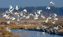 Big Flock Of Great White Egrets Taking Off From Small River In Spring