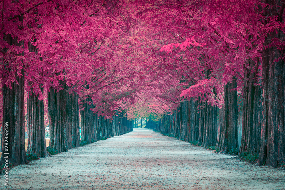 Pink tree tunnel in in South Korea - obrazy, fototapety, plakaty 