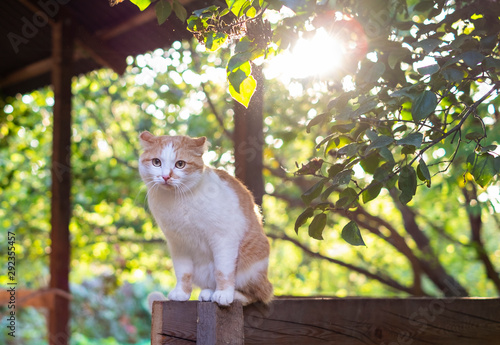 Fotografía Cute orange and white cat sitting outdoors at the sunset