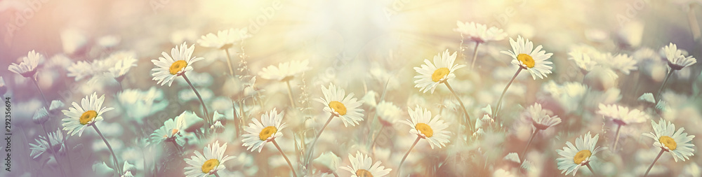 Selective and soft focus on daisy flower in meadow, beautiful nature in spring  - obrazy, fototapety, plakaty 