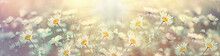 Selective And Soft Focus On Daisy Flower In Meadow, Beautiful Nature In Spring 