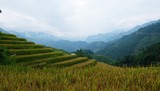 Fototapeta Na sufit - Rice fields and mountain ranges, paddy rice terraces.