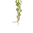 Green jungle vine climbing down with entwined branches with flowers and tendril.