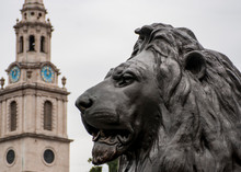 Trafalgar Square Lion, London