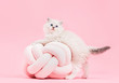 Ragdoll cat, small cute kitten portrait with funny pillow. Pink background
