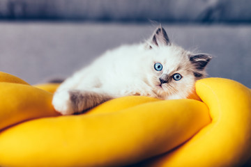 Wall Mural - Ragdoll cat, small kitten lying on a funny knott pillow at home.