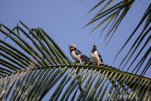 Black Collared Starling On Coconut Tree