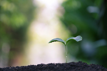 Young green plants growing in the morning 