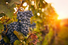 Blue Grapes At Sunset In Autumn Vineyard