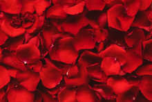 Background Of Red Rose Petals. Valentines Day Celebration Concept. Top View. Flat Lay.