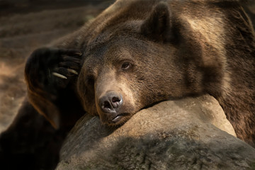 Poster - The brown bear (Ursus arctos) in its natural environment natural scene from forest habitat