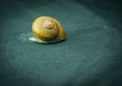 snail on the black background