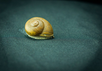 snail on the black background