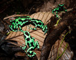 Family of the green-and-black poison dart frog (Dendrobates auratus), or green-and-black poison arrow frog at Carara National Park, Costa Rica