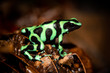 The green-and-black poison dart frog (Dendrobates auratus), or green-and-black poison arrow frog at Carara National Park, Costa Rica