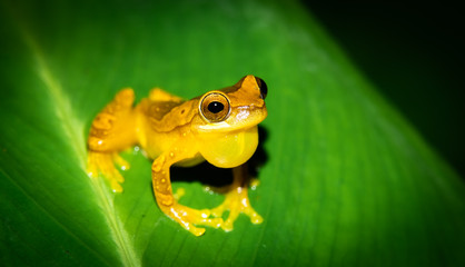 Costa Rica animals. Hourglass tree frog (Dendropsophus ebraccatus) from the Hylidae Family in Costa Rica, guayacan rainforest reserve in the province of Limon. 