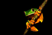 Splendid Tree Frog Or Splendid Leaf Frog (Cruziohyla Calcarifer). A Beautiful Frog With Tiger Stripes. Barbilla National Park, Costa Rica.